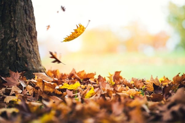 Autumnal Adventures at Eastfield Lodge